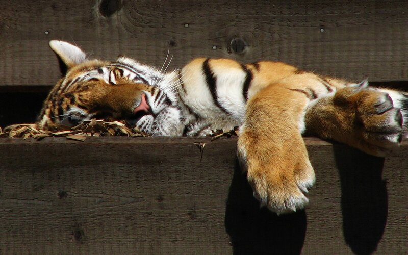 Tiger Cub Sleeping — Brown