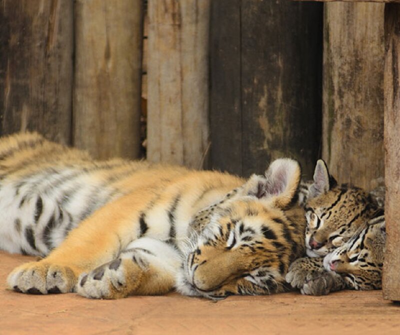 Tiger Cub Sleeping — Orange, Peaceful, Photograph
