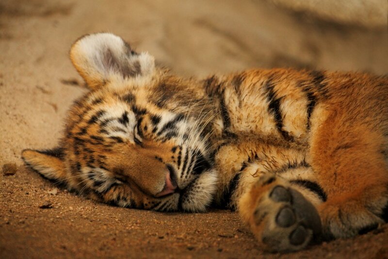 Tiger Cub Sleeping — Orange, Peaceful