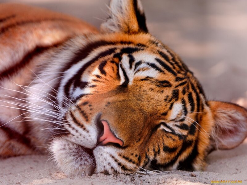 Tiger Cub Sleeping — Orange