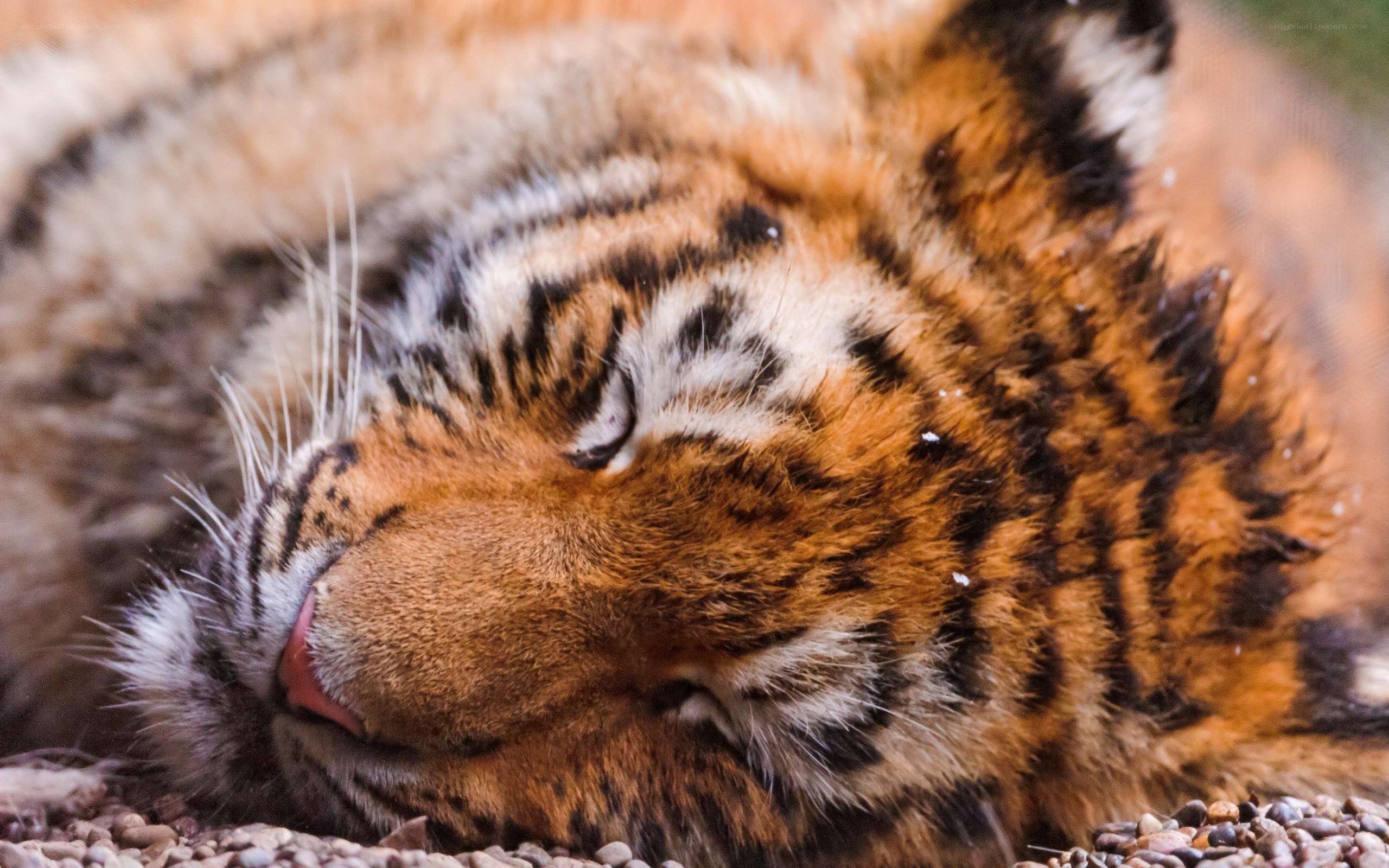 tiger cub sleeping peacefully