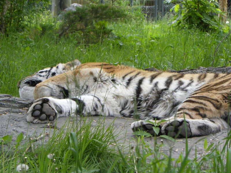 Tiger Cub Sleeping