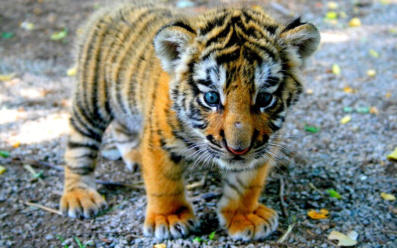 Tiger Cub Standing — Orange, Curious, Afternoon, Photograph