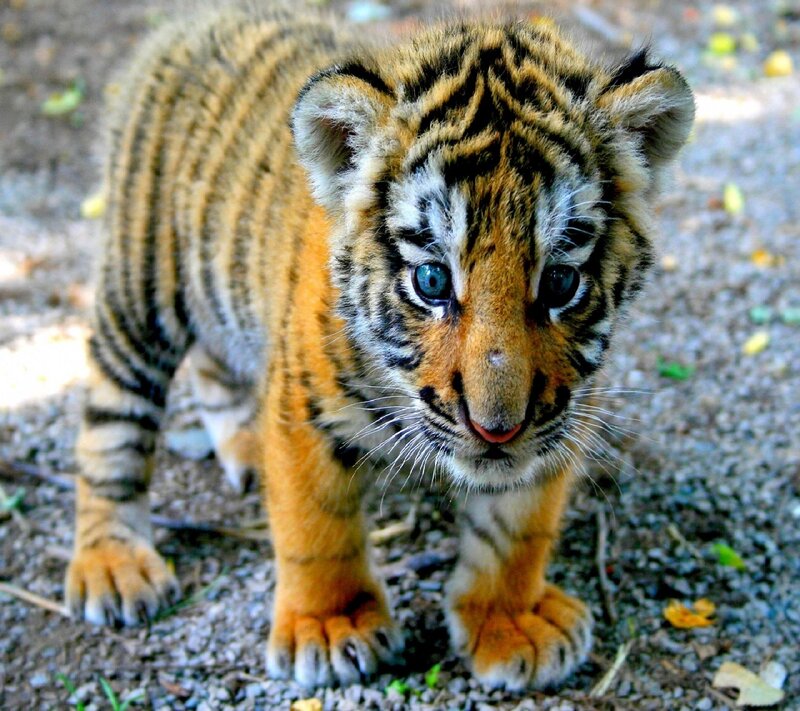 Tiger Cub Standing — Orange, Curious