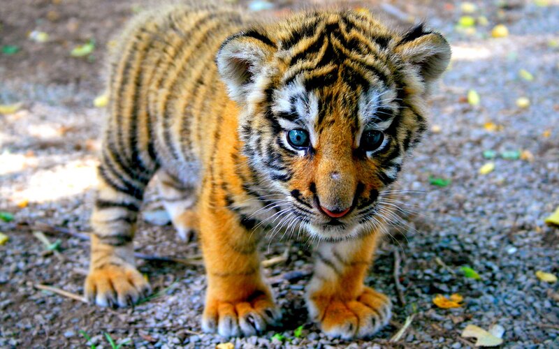 Tiger Cub Standing — Orange