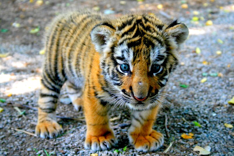 Tiger Cub Standing