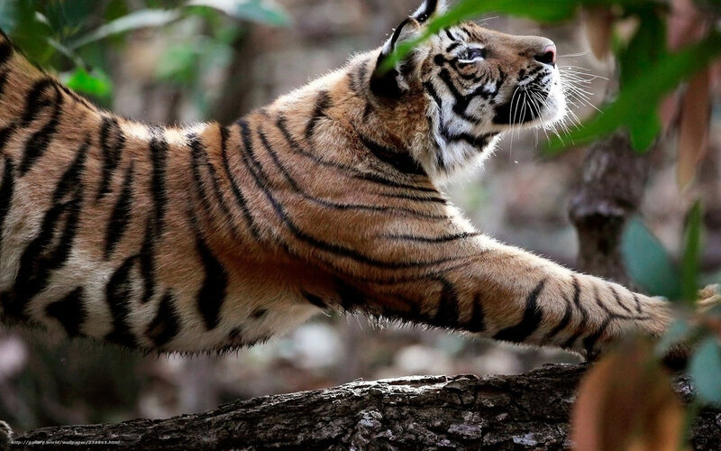 Tiger Cub Stretching — Orange, Natural, Photograph