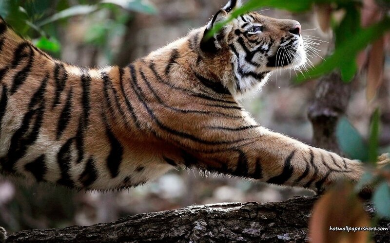 Tiger Cub Stretching — Orange, Natural