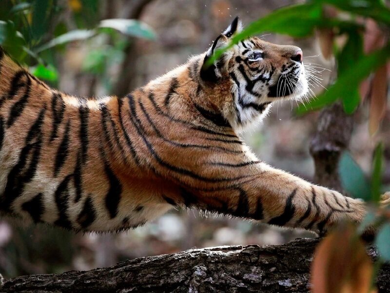 Tiger Cub Stretching