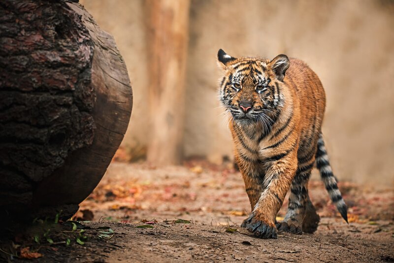Tiger Cub Walking — Brown, Alert