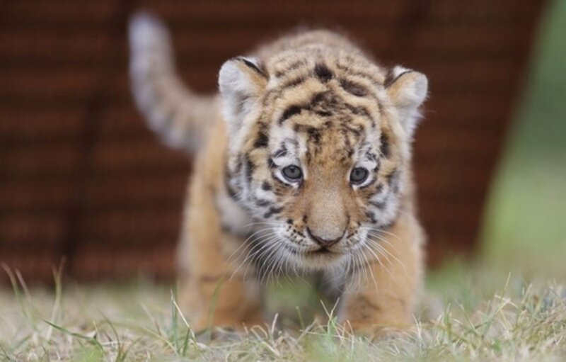 Tiger Cub Walking — Brown, Curious, Afternoon