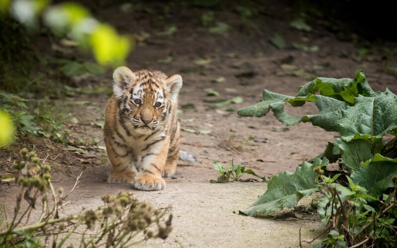 Tiger Cub Walking — Brown, Natural