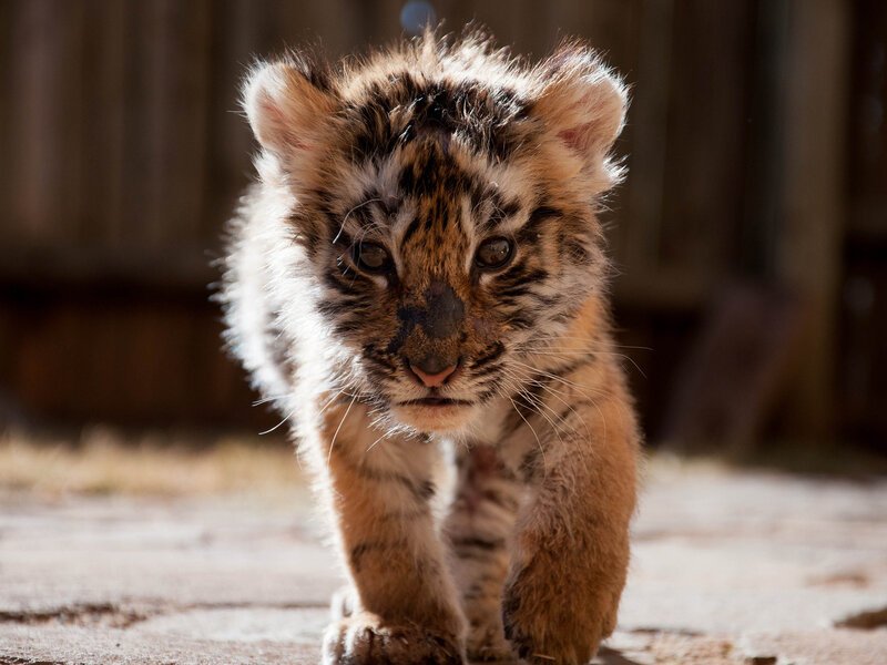 Tiger Cub Walking — Brown