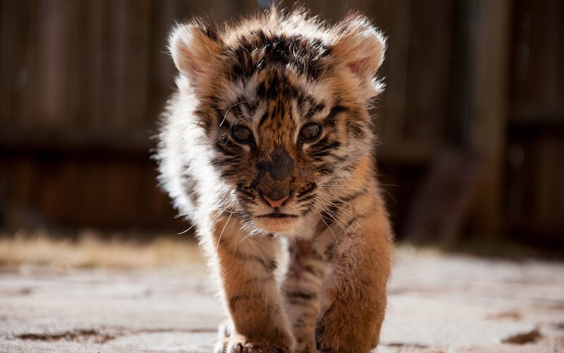 tiger cub walking forward