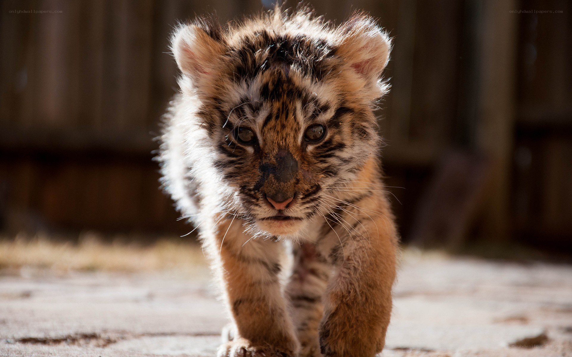 tiger cub walking forward
