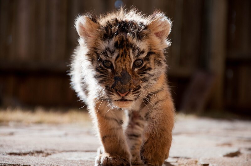 tiger cub walking forward