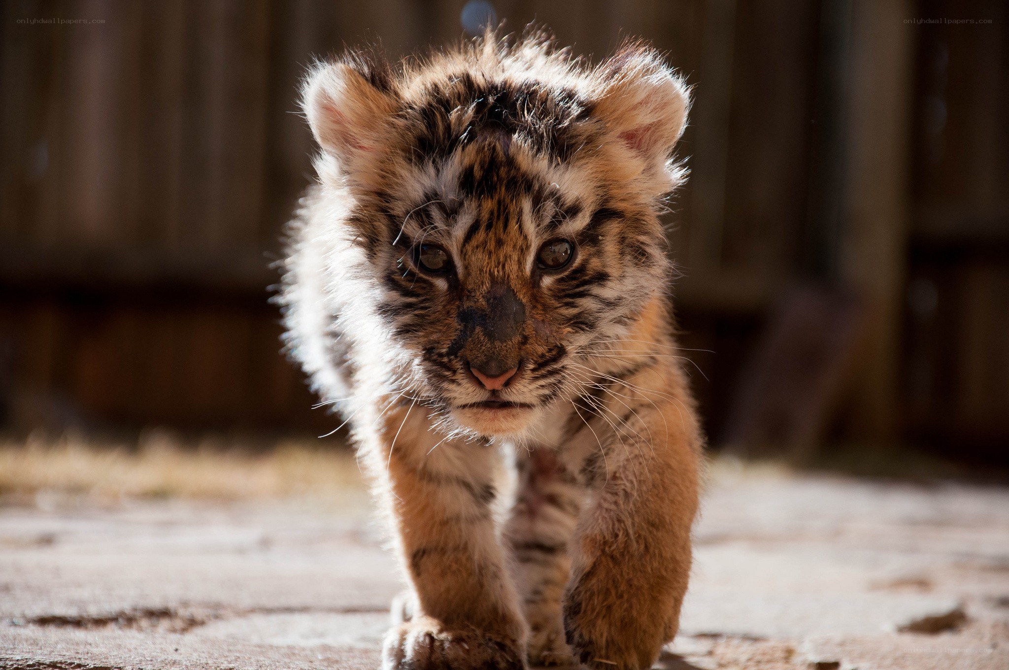 tiger cub walking forward