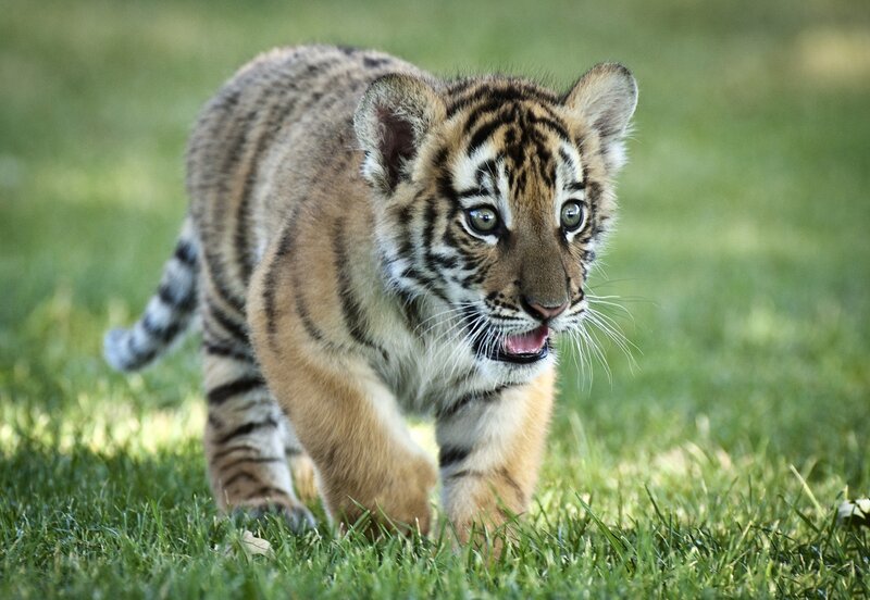 Tiger Cub Walking — Green