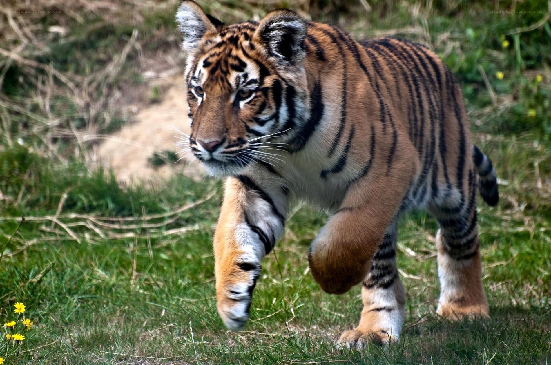 tiger cub walking in grass