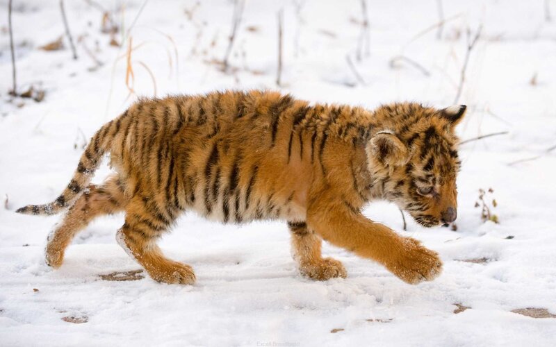 tiger cub walking in snow