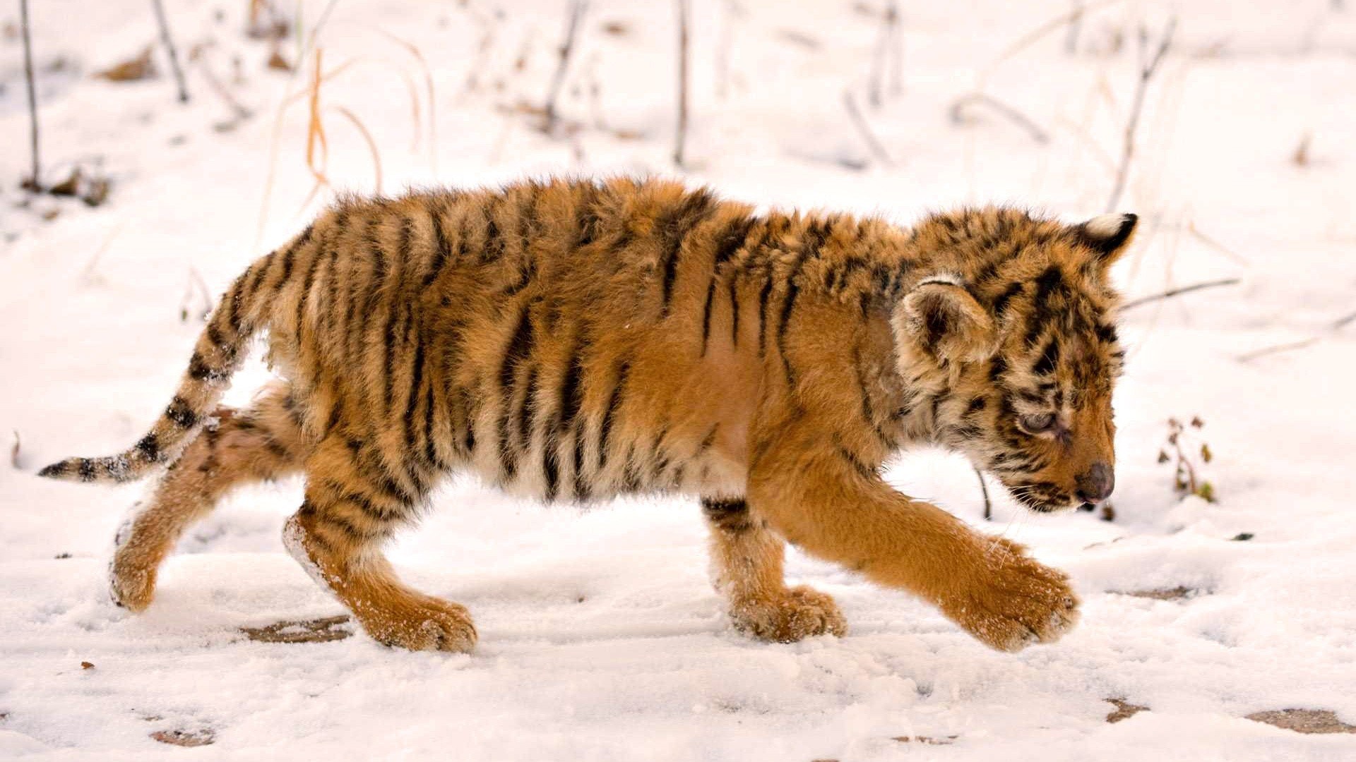 tiger cub walking in snow