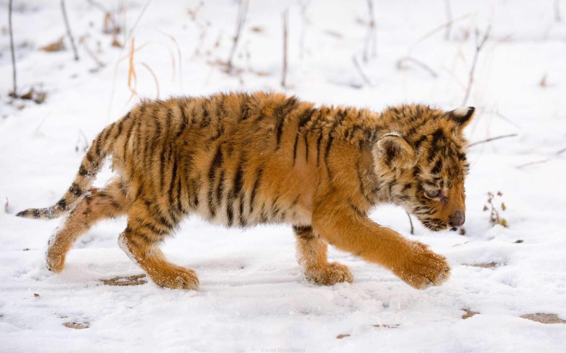 tiger cub walking in snow