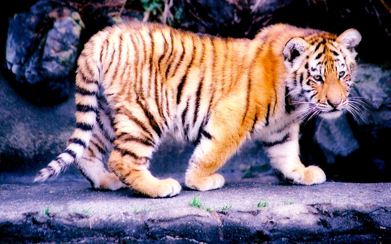 Tiger Cub Walking — Orange, Alert