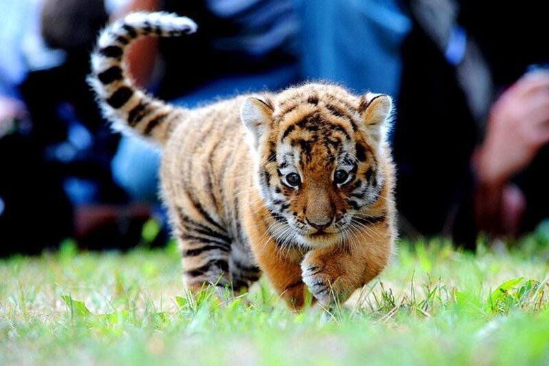 Tiger Cub Walking — Orange, Curious
