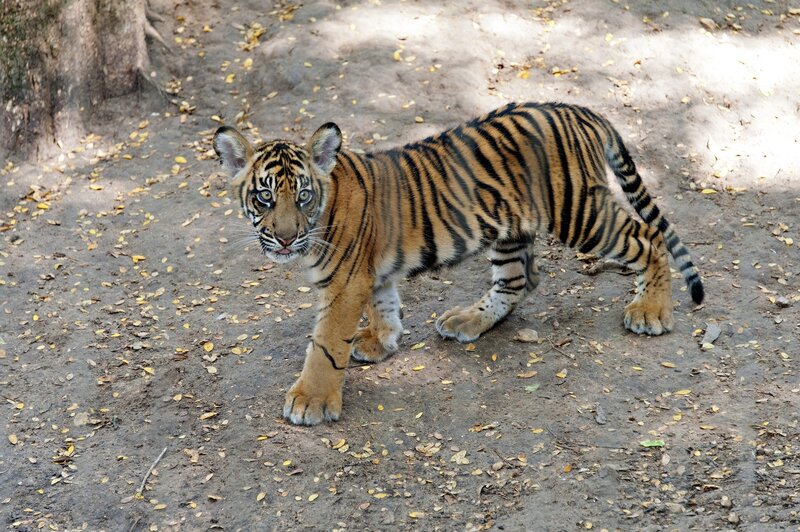 Tiger Cub Walking — Orange