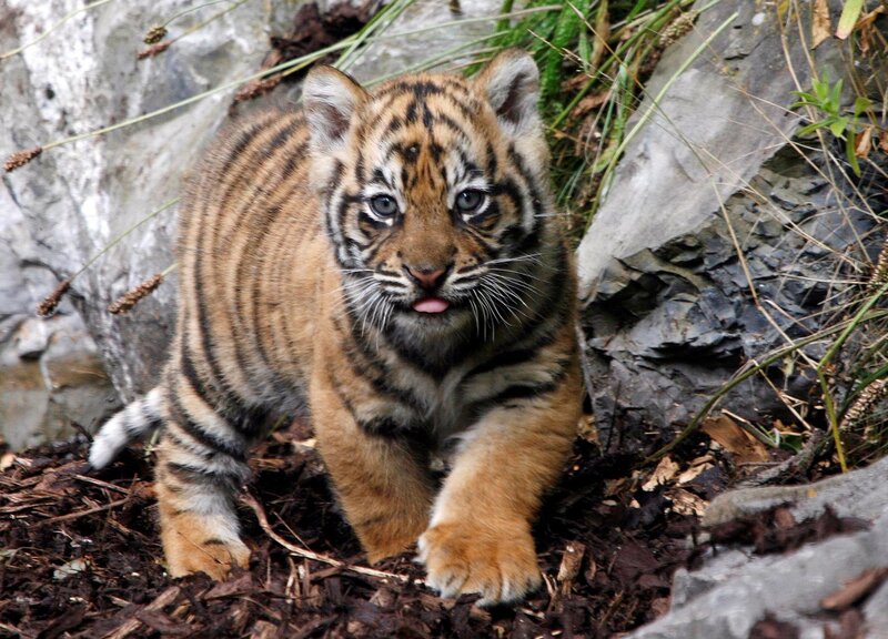Tiger Cub Walking