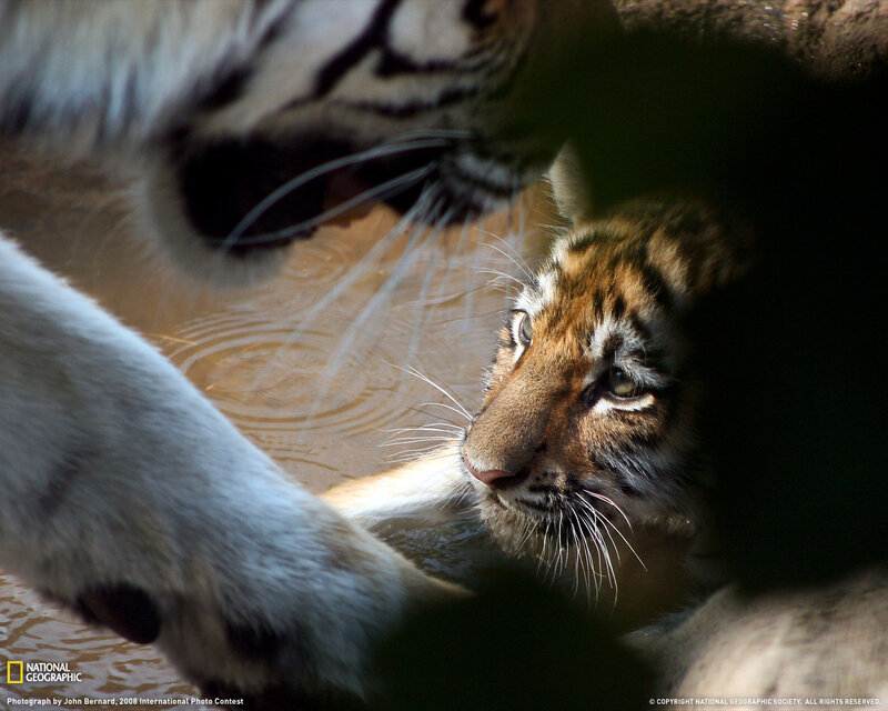 Tiger cub with adult in water