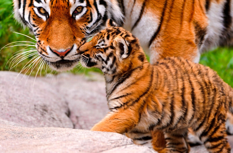 Tiger Cub with Adult