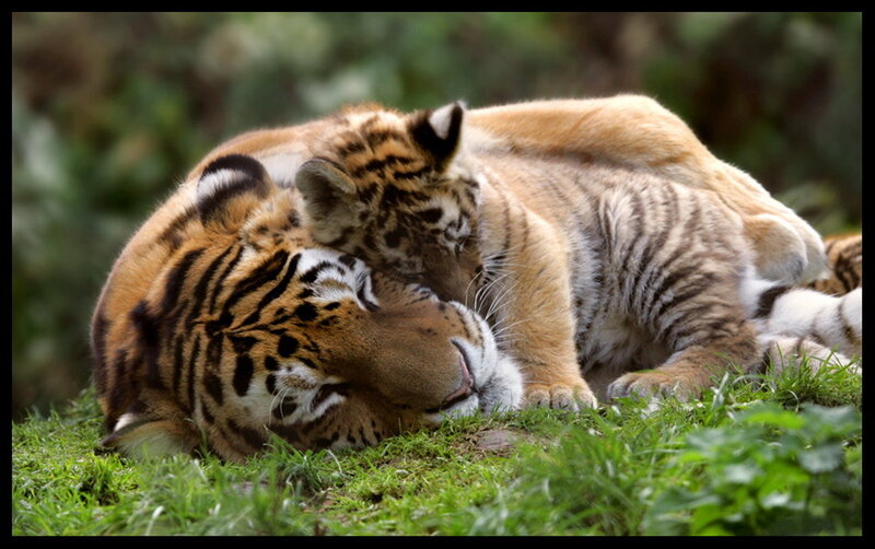 Tiger Cub with Adult Tiger