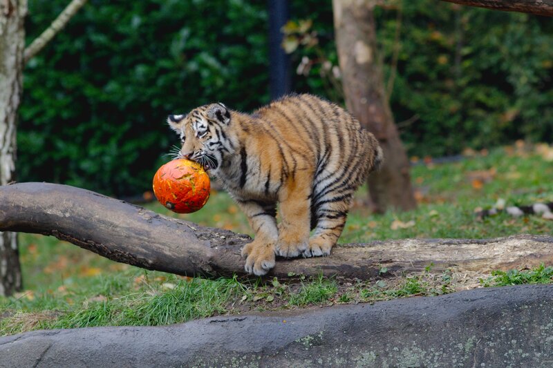 Tiger Cub with Ball
