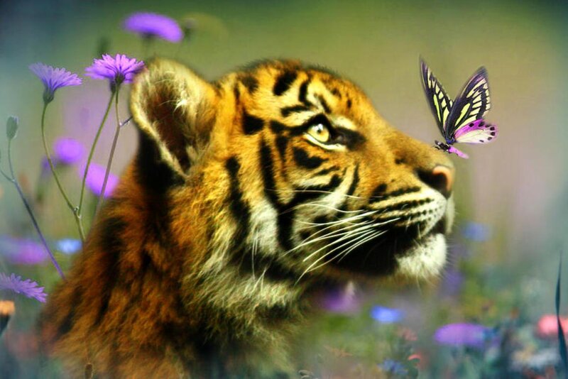 Tiger Cub with Butterfly