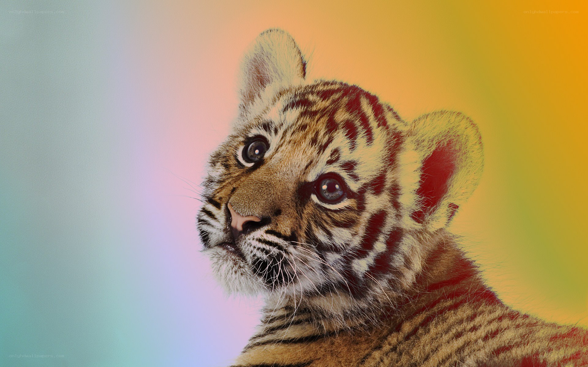 tiger cub with colorful background