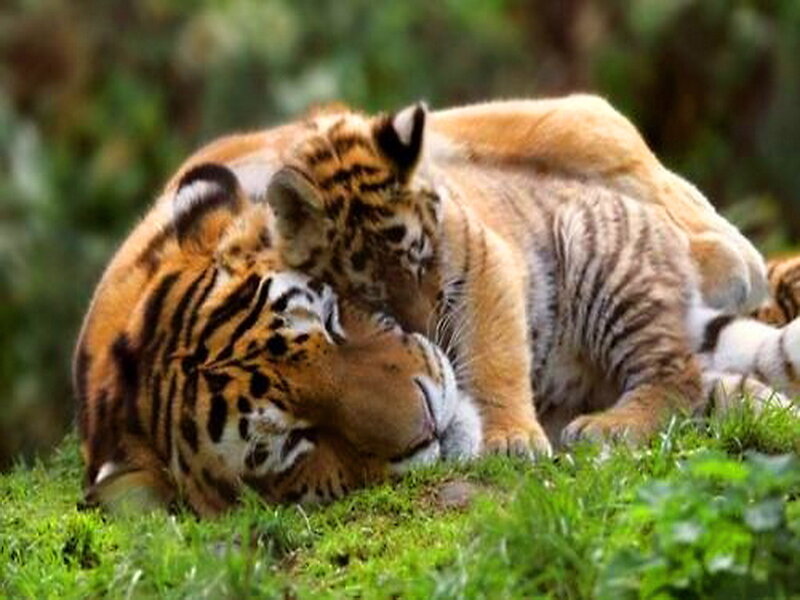 Tiger Cub with Mother — Green