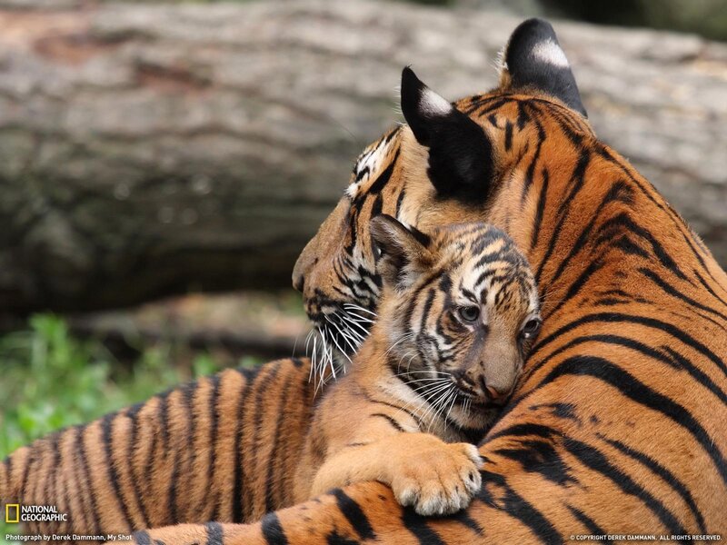 Tiger Cub with Mother — Orange, Calm, Photograph