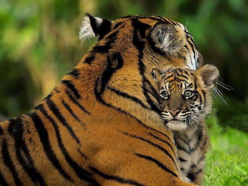 Tiger Cub with Mother — Orange, Calm