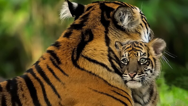 Tiger Cub with Mother — Orange