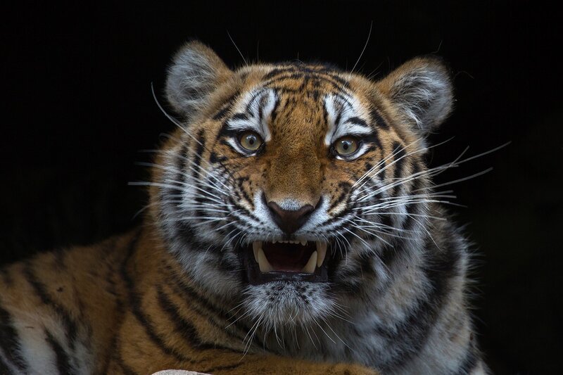 Tiger Cub with Open Mouth — Orange