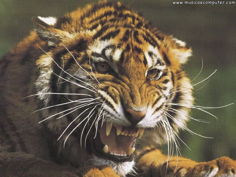 Tiger Cub with Open Mouth