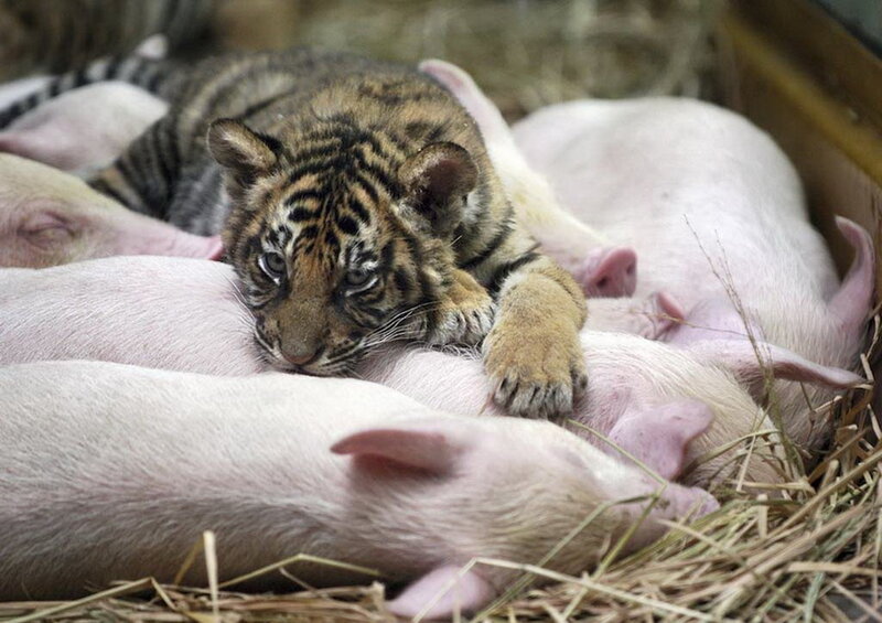 Tiger Cub with Piglets — Pink