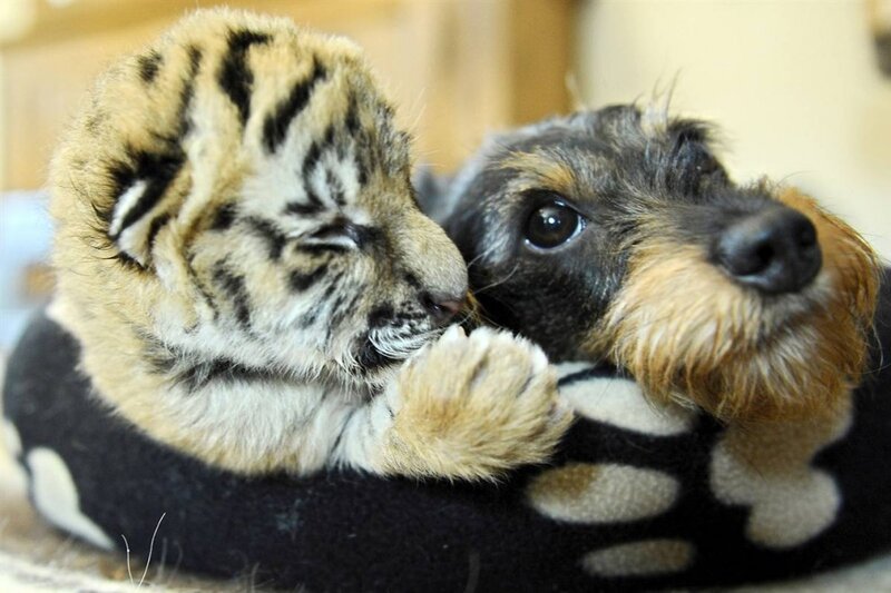 tiger cub with puppy