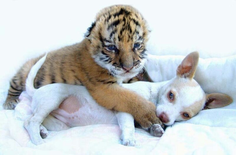 Tiger Cub with Puppy — White