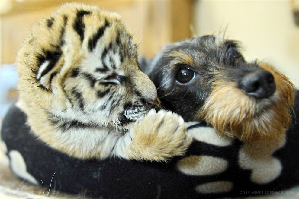 tiger cub with puppy