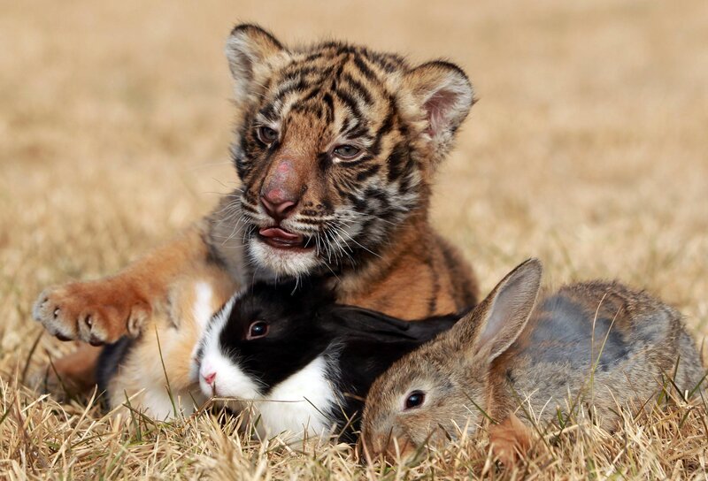 Tiger Cub with Rabbits — Brown