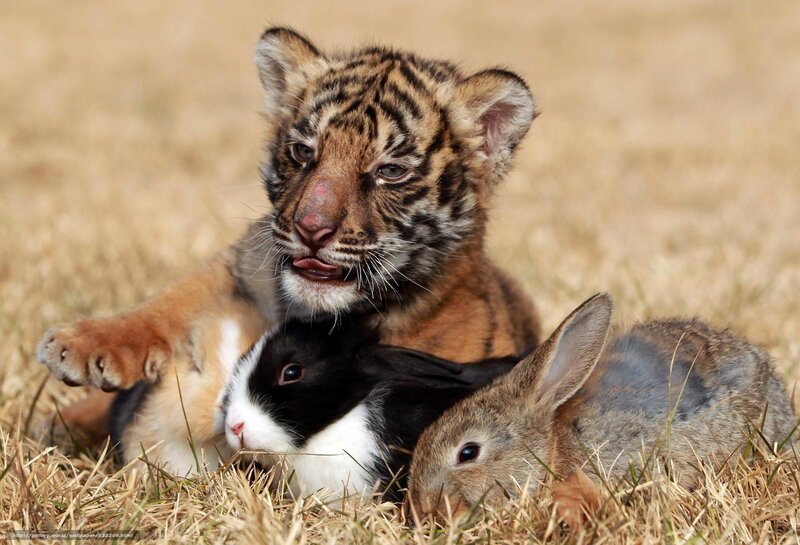 tiger cub with rabbits