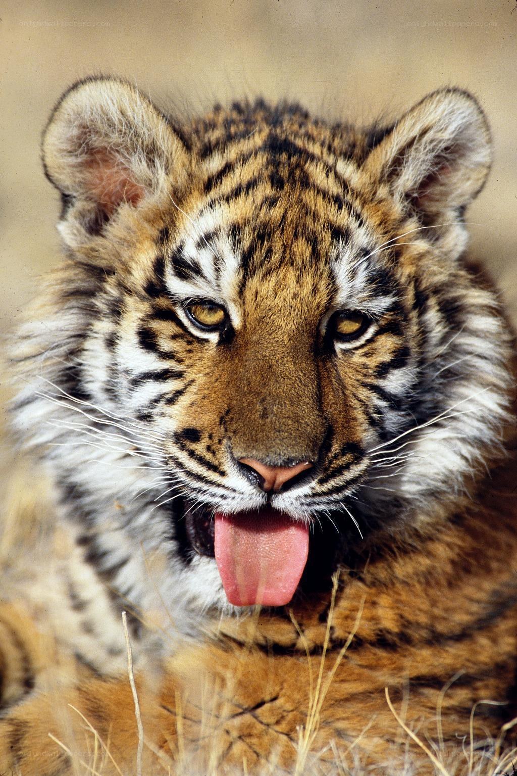 tiger cub with tongue out