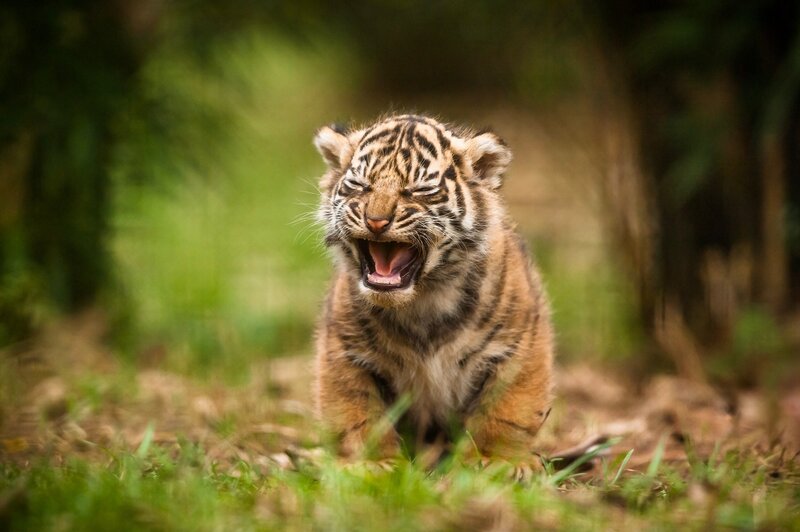 Tiger Cub Yawning — Brown, Natural, Afternoon